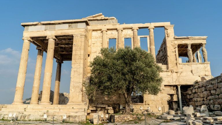 Why is there a olive tree at the Erechtheion?