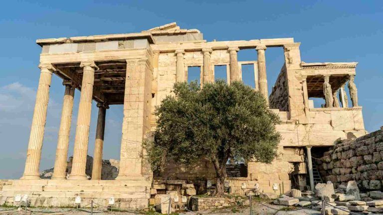 Olive tree in the acropolis